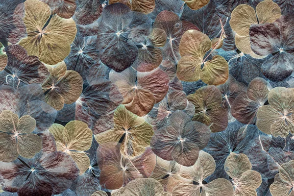Makro närbild hortensia blomma konst foto — Stockfoto