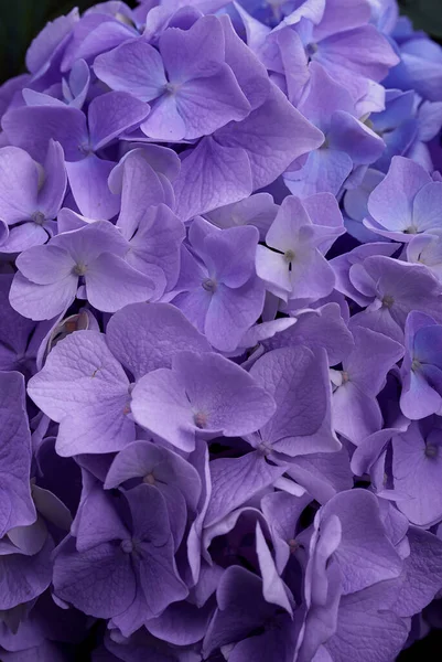 Çok Peri Renginde Ortanca Çiçekleri Olan Modaya Uygun Bir Arkaplan — Stok fotoğraf
