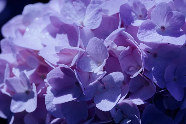Çok Peri Renginde Ortanca Çiçekleri Olan Modaya Uygun Bir Arkaplan — Stok fotoğraf