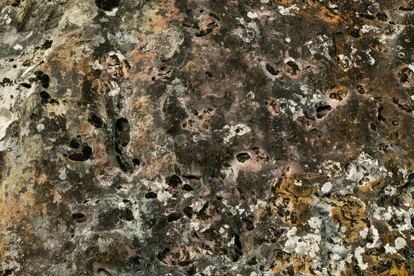 Yosun desenli eski gri taş duvar. Makro fotoğrafçılık. — Stok fotoğraf