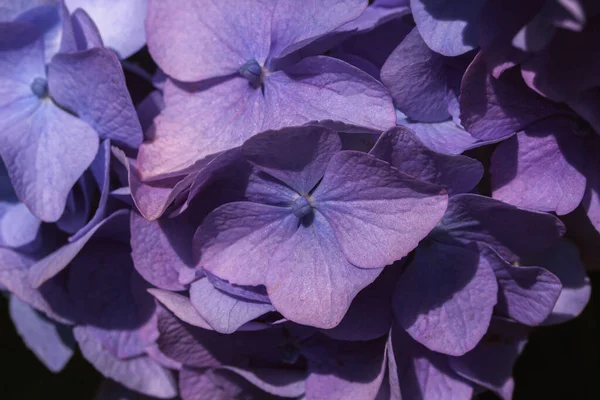 Modny kolor roku 2022. Suche tło kwiatów. Zbliżenie teksturowanych płatków hortensji. Miękkie skupienie — Zdjęcie stockowe