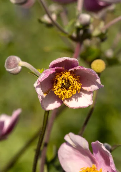 Beautiful blossoming Japanese anemone flowers in summer garden. — Stock Photo, Image