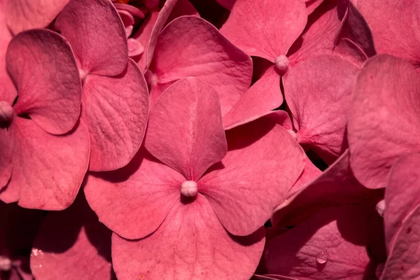 Kırmızı Ortanca Çiçekleri Çiçek Arka Planı — Stok fotoğraf