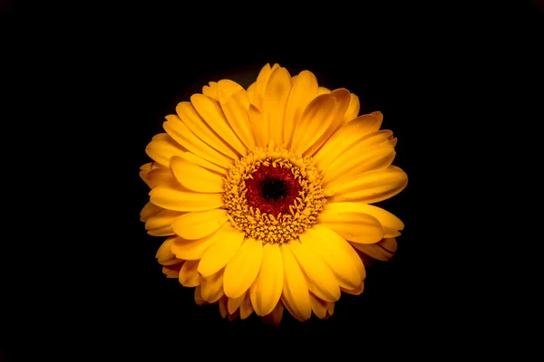 Gul gerbera daisy — Stockfoto