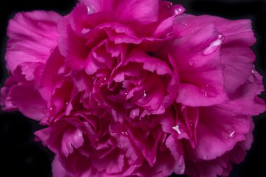 Pembe karanfil çiçeği.