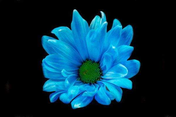 Azul Gerber Daisy — Foto de Stock