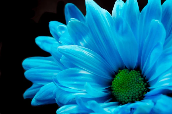 Azul Gerber Daisy — Foto de Stock