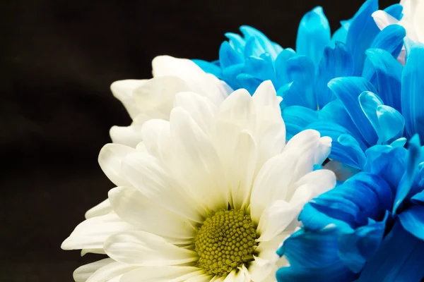 Blau-weiße Gerber-Gänseblümchen — Stockfoto