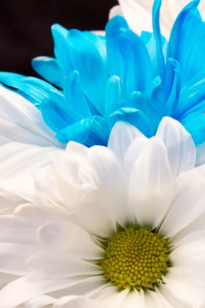 Blau-weiße Gerber-Gänseblümchen — Stockfoto