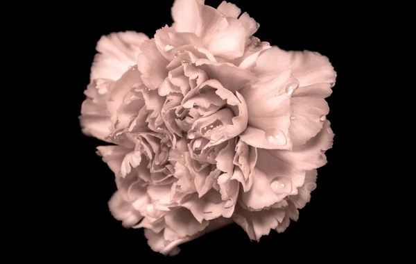 Black and White Carnation Flower Royalty Free Stock Photos