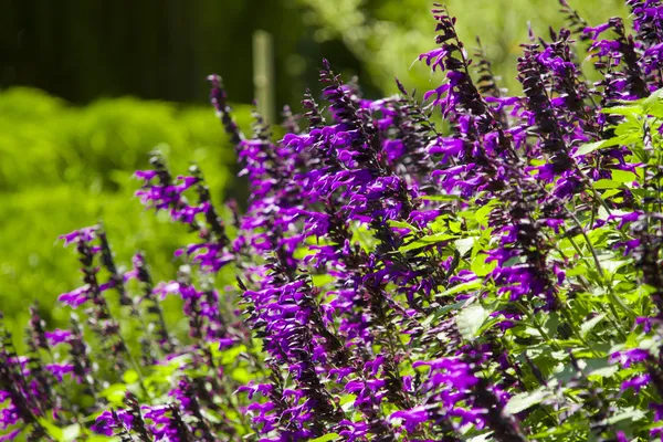 Violet flower in sunshine day — Stock Photo, Image