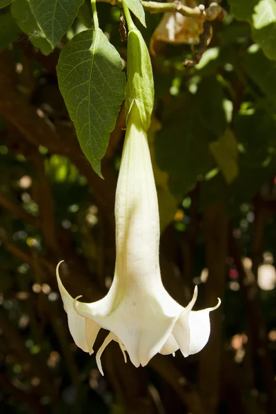 Blomma som en vit klänning — Stockfoto