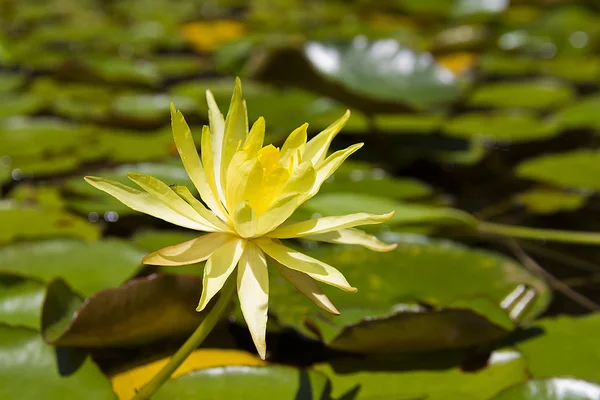 Lirio de agua amarilla en el jardín botánico — Foto de Stock