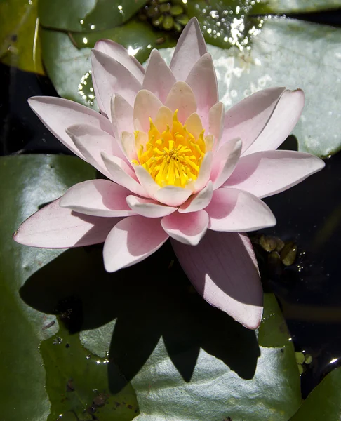 Waterr lily in the botanical garden Royalty Free Stock Images