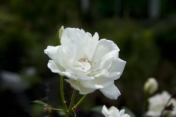 Bellissima rosa bianca da sola — Foto Stock