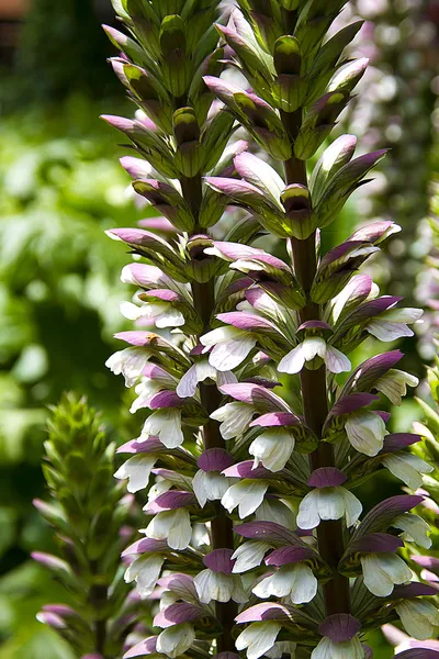 Bear's pantolon (acanthus mollis)