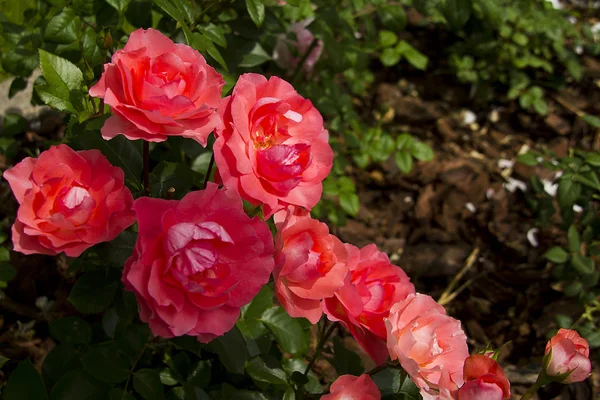 Rosas Rosas — Foto Stock