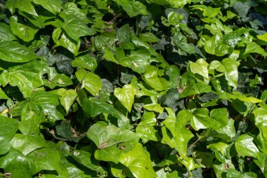 Kamu parkında birçok sarmaşık yaprağı bir zemini kaplar. Yeşil Arkaplan.