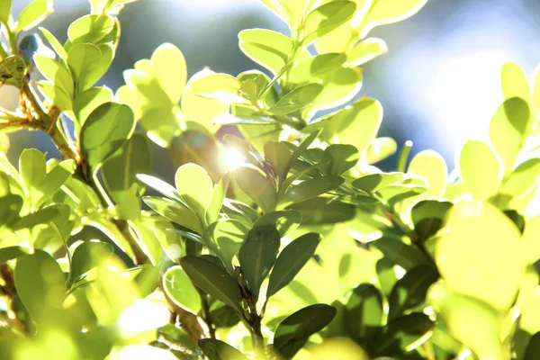 Sunbeams Passing Small Leaves Plant Green Leaf Summer Day Sun — Stock Photo, Image