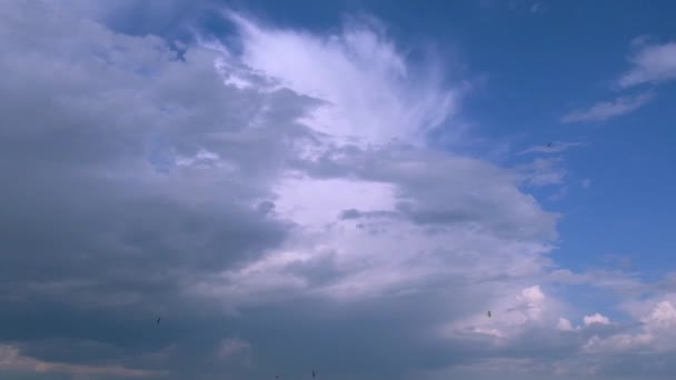 Pájaros negros oscuros en cámara lenta volando sobre el fondo azul y blanco del cielo. Golondrinas volando en el cielo azul. Animales de inmigración en ambiente natural. Concepto de libertad y vida silvestre. — Vídeos de Stock