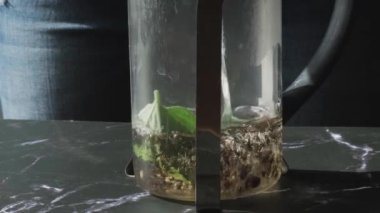 Limonlu, tarçınlı ve nane yapraklı siyah ve yeşil çay. Sıcak içecek. Sağlıklı Melissa çayı fincanda doğal organik aromatik içecek. Yaz, Sonbahar, Kış Isınan İçecekler.