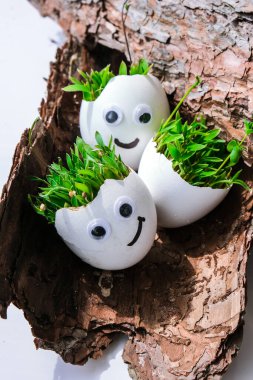 Taze mikro yeşiller. Mikro yeşil roka ve tereler beyaz yumurta kabuğunda yetişir ve ağaç kabuğunda komik yüzler vardır. Filizler. Plastiksiz tohumlar. Evdeki bahçıvanlıkta mikroçim yetiştiriyorum. Gezegen Eko 'yu kurtar. Paskalya Asgari Konsepti.