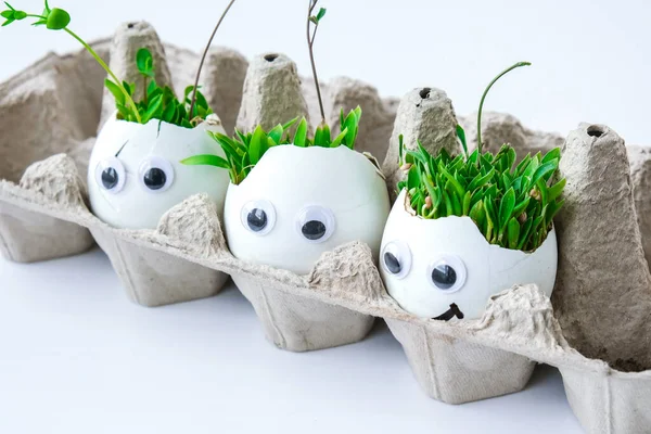 Fresh Micro Greens Microgreens Arugula Cress Grow White Egg Shell — Stock Photo, Image