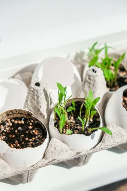 Evde yumurta kabuğundaki tohumlar. Pencere kenarındaki tohumlardan yetişen ilk tohumlar. Topraktan çıkan yeşil tohum. Güneşin altındaki bir tencerede büyüyen taze taze yeşil fideler.