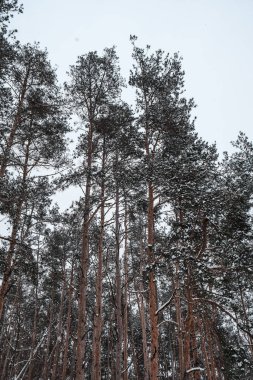 Kışın mavi gökyüzüne karşı çam dalları. Parktaki Noel ağaçları. Kozalaklar ve beyaz kar taneleri.