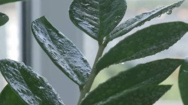 Yakın çekim yaptıktan sonra ev bitkilerini ıslatıyorlar. Kadın zamioculcas çiçeği sıkar, evdeki ısıtma döneminde yaprakları nemlendirir. Evde yeşillik.