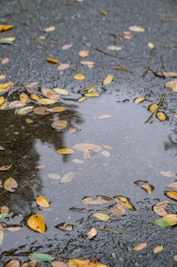 Ağaçların yansımaları ve düşmüş sarı yapraklarla dolu sonbahar birikintisi. Yağmurdan sonra bulutlu bir gün. Doğal arka plan. Yağmurlu hava tahmini. Şiddetli bir yağmur ve rüzgar fırtınası sırasında ıslak kaldırımlarda uzanan renkli sonbahar yaprakları