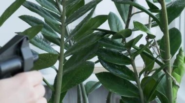 Yakın çekim yaptıktan sonra ev bitkilerini ıslatıyorlar. Kadın zamioculcas çiçeği sıkar, evdeki ısıtma döneminde yaprakları nemlendirir. Evde yeşillik.