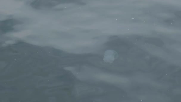 Ctenóforos, invasor de peines al Mar Negro, medusas Mnemiopsis leidy. Contaminación del Mar Negro y medusas Contaminación marina — Vídeos de Stock
