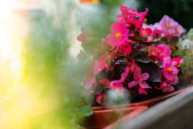 Renkli çiçekleri olan güzel bulanık doğa arka planı. Uzayı kopyala Tebrik kartı geçmişi. Yaz mevsimi Bahar çiçekleri