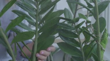 Yakın çekim yaptıktan sonra ev bitkilerini ıslatıyorlar. Kadın zamioculcas çiçeği sıkar, evdeki ısıtma döneminde yaprakları nemlendirir. Evde yeşillik.