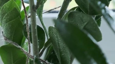 Yakın çekim yaptıktan sonra ev bitkilerini ıslatıyorlar. Kadın zamioculcas çiçeği sıkar, evdeki ısıtma döneminde yaprakları nemlendirir. Evde yeşillik.
