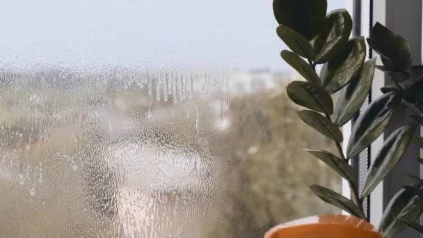 Pulisco la finestra. Una giovane donna pulisce e lucida le finestre Guanti blu che puliscono una finestra usando il liquido spruzzato. Tergicristallo con una finestra sporca dall'esterno primo piano. Lavori domestici e pulizia — Video Stock