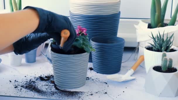 Donna giardiniere mani trapianto viola in una pentola. Le donne mani giardiniere versando il terreno con una pala. Casalinga prendersi cura di piante domestiche. Versare il terreno nel vaso della pianta — Video Stock