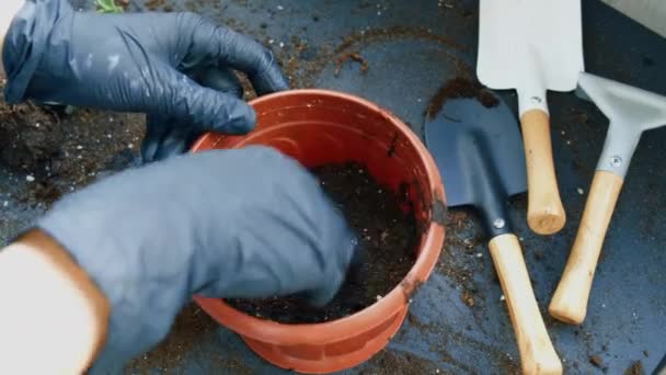 Mulher jardineiro mãos transplante violeta em uma panela. Mulheres mãos jardineiro derramando o solo com uma pá. Conceito de jardinagem em casa e plantação de flores em vaso. Poteado Saintpaulia flores violetas — Vídeo de Stock