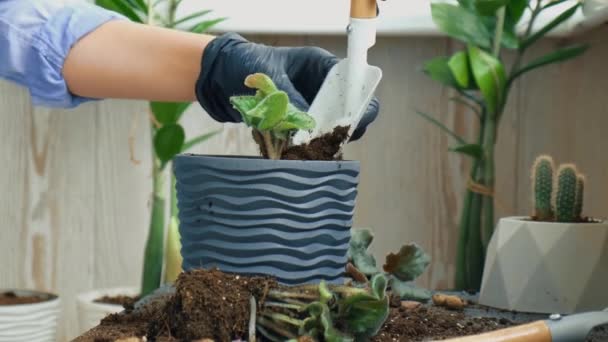 A kertésznő átadja a transzplantációt ibolyának egy edényben. Nők kéz kertész öntik a földet egy lapáttal. Fogalom az otthoni kertészkedés és ültetés virágok pot. Potted Saintpaulia lila virágok — Stock videók