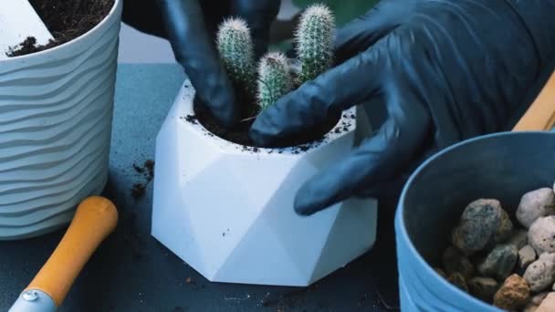 Manos femeninas replantando cactus. Concepto de jardín casero. Herramientas de jardinería. Jardineros lugar de trabajo. La Tierra en un cubo. Cuidando de las plantas. Cambiar el suelo en las flores — Vídeo de stock