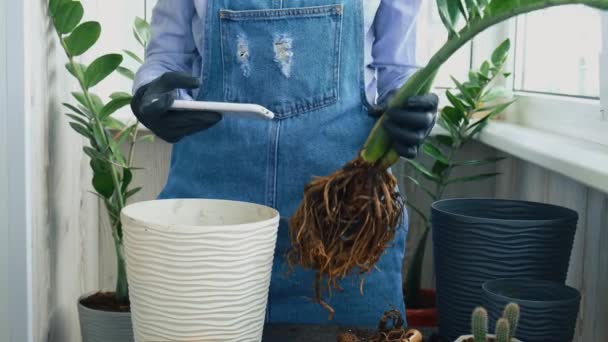 Tuinman vrouw blogger met behulp van telefoon, terwijl transplanteert indoor planten en gebruik maken van een schop op tafel. Zamioculcas Concept van de verzorging van planten en home garden. Voorjaar herbeplanting — Stockvideo