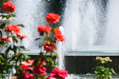 Parktaki çeşmenin önündeki kırmızı ve pembe çiçekler. Şehir parkında çiçek açıyor. Yaz tatili. Güzel bahçe