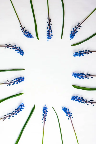 Briefkaart Lay Out Vlakke Lay Bovenaanzicht Blauwe Hyacinten Rij Vierkante — Stockfoto