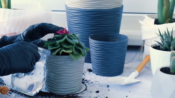 Woman gardener hands transplantion violet in a pot. Concept of home gardening and planting flowers in pot. Potted Saintpaulia violet flowers. Housewife taking care of home plants. Pouring soil into — Stock Video