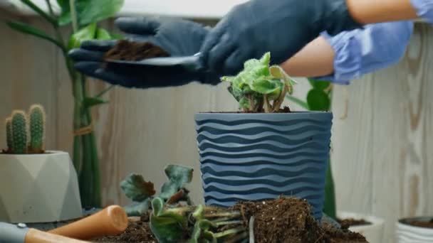 Woman gardener hands transplantion violet in a pot. Womans hands gardener pouring the soil with a shovel. Concept of home gardening and planting flowers in pot. Potted Saintpaulia violet flowers — Stock Video