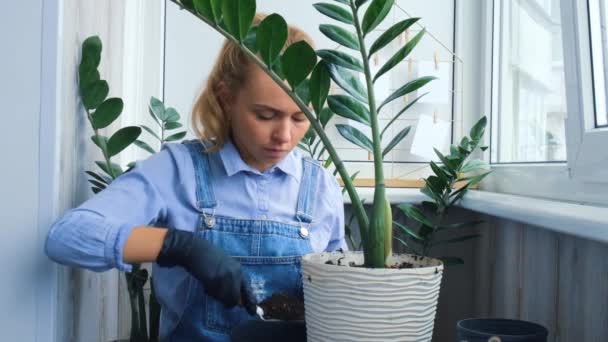 Tuinman vrouw transplanteert binnenplanten en gebruik een schop op tafel. Zamioculcas Concept van de verzorging van planten en home garden. Voorjaarsplantage. Herbeplanting van waterplanten — Stockvideo