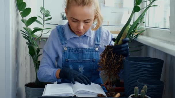 Bahçıvan kadın kitap okuyor, ev bitkilerini naklediyor ve masanın üzerinde kürek kullanıyor. Zamioculcas bitki bakımı ve ev bahçesi kavramı. Bahar ekimi — Stok video