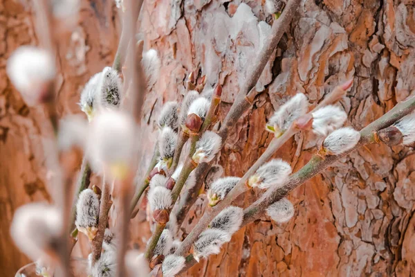 Willow Branch Background Trees Various Branches Brunch Blossoming Pussywillow Early — Stock Photo, Image