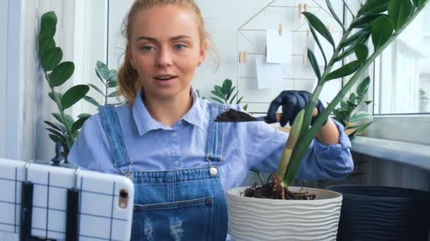 Trädgårdskvinna bloggare använder telefon medan transplantat inomhus växter och använda en spade på bordet. Zamioculcas Begreppet växter vård och trädgård. Vårplantering. Sociala medier — Stockvideo